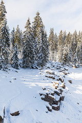 Fototapeta na wymiar Blick auf den Oderteich nationalpark Harz