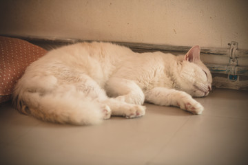 Fototapeta na wymiar sleepnig cat