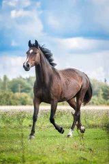 Papier Peint photo autocollant Chevaux Beautiful warmblood horse running on the field in summer