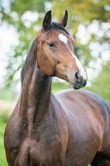 Portrait of beautiful warmblood horse 