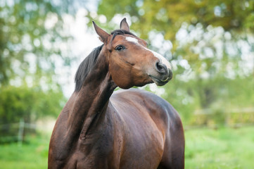 Portrait of beautiful warmblood horse 