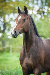 Fototapeta na wymiar Portrait of beautiful warmblood horse 