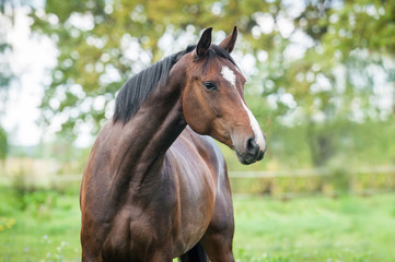 Obraz premium Portrait of beautiful warmblood horse 