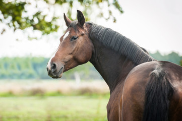 Portrait of beautiful warmblood horse looking back