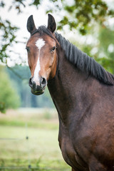 Fototapeta premium Portrait of beautiful warmblood horse 
