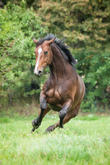 Powerfull warmblood horse running on the field in summer