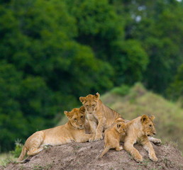 Fototapeta na wymiar Group of young lions on the hill. National Park. Kenya. Tanzania. Masai Mara. Serengeti. An excellent illustration.