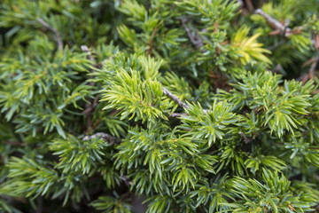 Detail of Common Juniper, Juniperus communis subsp. alpina. Photo taken in Somiedo Nature Reserve, in the central area of the Cantabrian Mountains in the Principality of Asturias in northern Spain