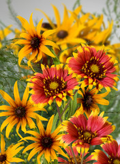 beautiful flowers in the garden on a green background closeup