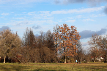 Autumn park trees bare