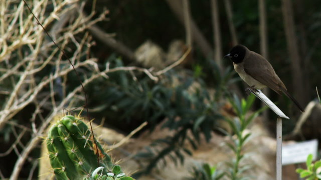 Royalty Free Stock Video Footage of a bird perched in a garden shot in Israel at 4k with Red.