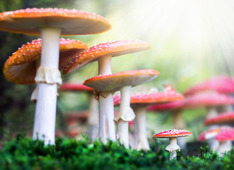 Amanita muscaria, a poisonous mushroom in a forest.