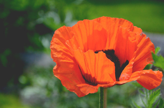 Fototapeta One big poppy flower on green background closeup