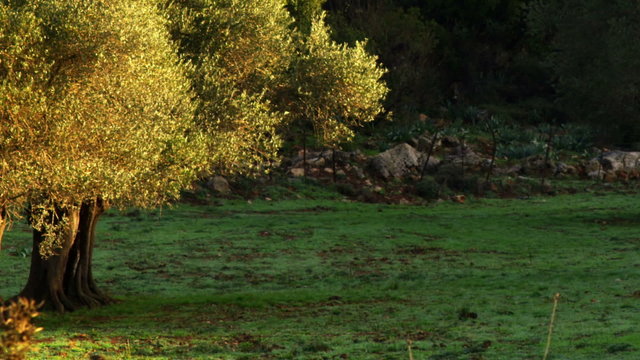Royalty Free Stock Video Footage of a mountain meadow shot in Israel at 4k with Red.
