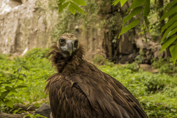 а black vulture on the background of rocks and trees
