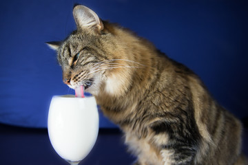 Norwegische Waldkatze schleckt Milch aus einem Glas