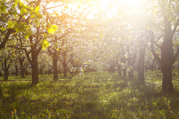 Fototapeta na wymiar Cherry tree garden on a lawn with the sun shining