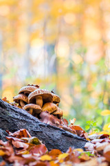 Mushrooms in an autumn forest in a sunny day.