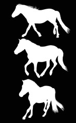 three isolated running white horses