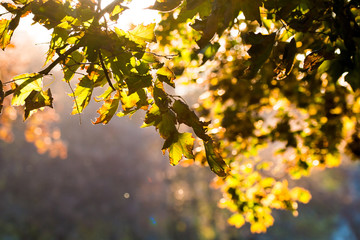 Autumn leaves in the forest.