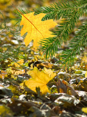 leaves in the autumn park closeup
