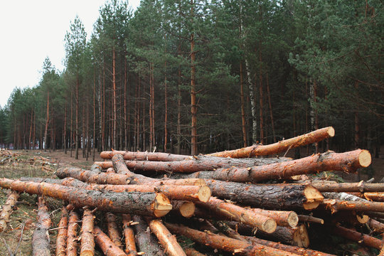 Environment, nature and deforestation forest - felling of trees