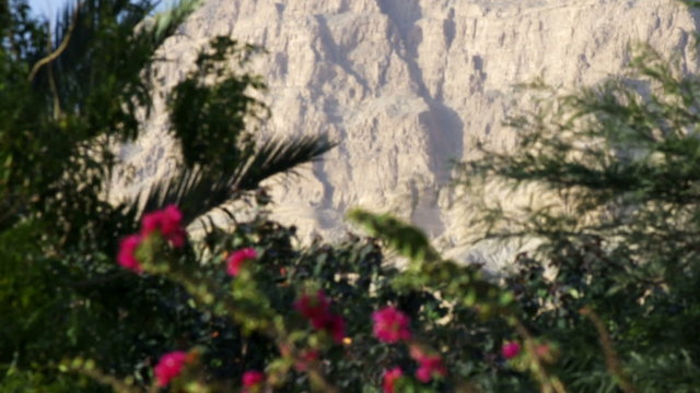 Royalty Free Stock Video Footage of flowered bush at Ein Gedi shot in Israel at 4k with Red.