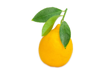 Lemon with twig and leaves on a light background