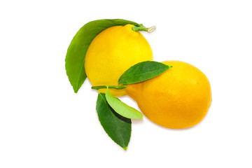Two lemons with twigs and leaves on a light background