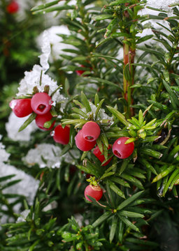 Juniper Berry Under The Snow