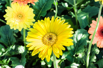 Yellow gerbera flower in garden