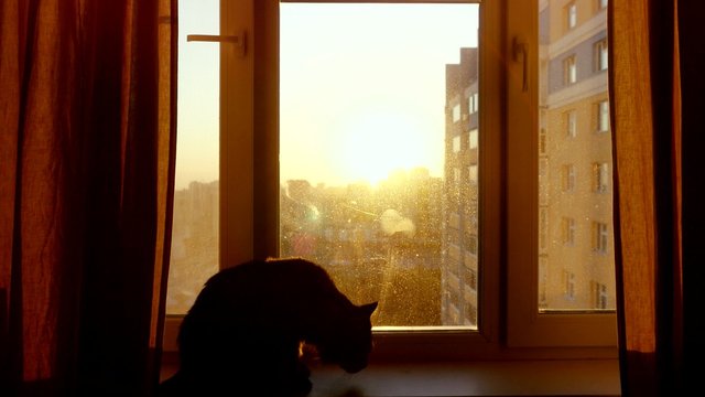 Young woman uses mobile phone relaxing with her lovely Maine Coon cat at window with blurred city background at amazing sunset.