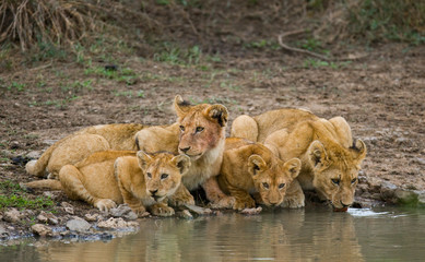 Naklejka na ściany i meble Young Lions at the watering. Kenya. Tanzania. Maasai Mara. Serengeti. An excellent illustration.