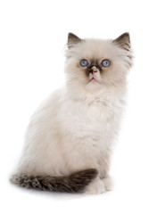 Fototapeta na wymiar british longhair kitten
