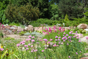 beautiful Alpine hill in the summer with botanical plants