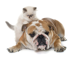 british longhair kitten and english bulldog