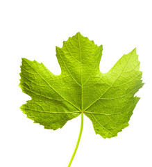 The Grape leaves