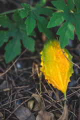 ripe bitter gourd in the plant