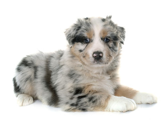 puppy australian shepherd