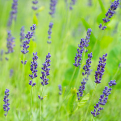 Lavender flowers 