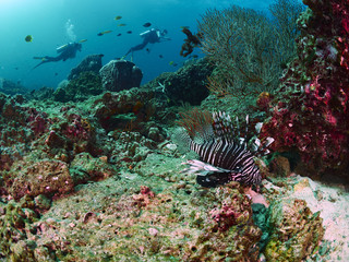 Striped lionfish