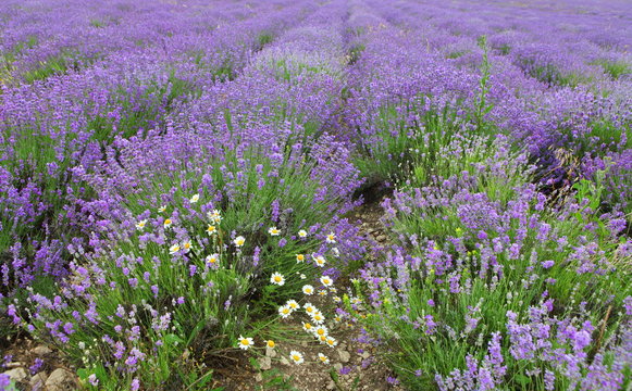 Lavender fields
