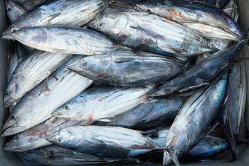 Obraz premium Longtail tuna, box of fresh fish