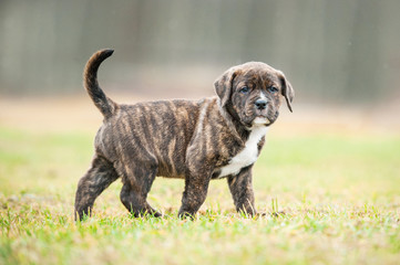American staffordshire terrier puppy in summer