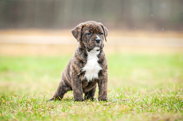 American staffordshire terrier puppy standing outdoors in summer