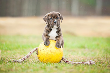 American staffordshire terrier puppy playing with a ball