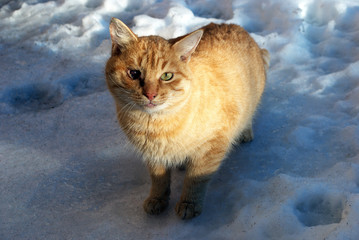 ginger cat standing in in the snow
