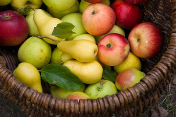 Спелые сочные фрукты груши яблоки