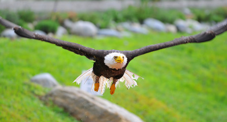 Bald Eagle