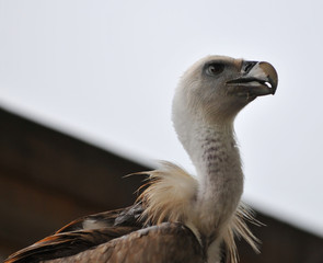 Vulture